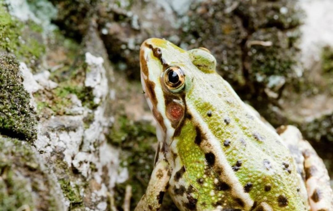 Дома для отпуска Bike Camping Frog Przewóz-16